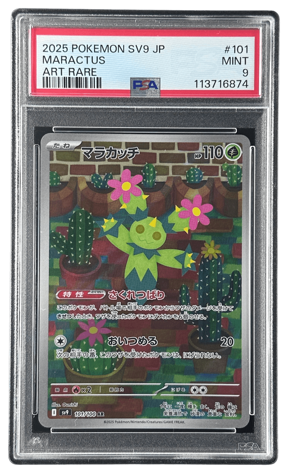 マラカッチ | TCG STORE